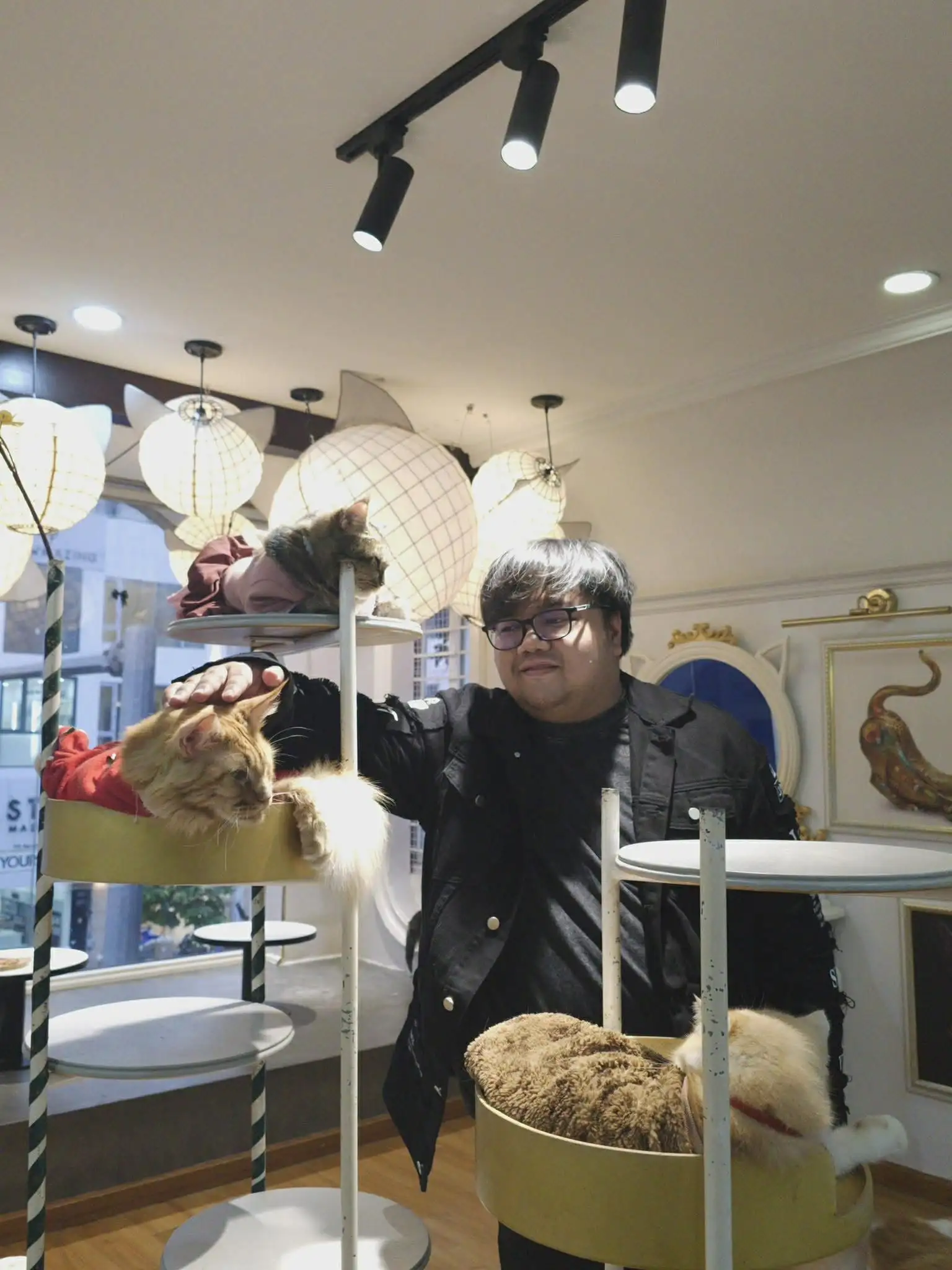 District 1 cat café